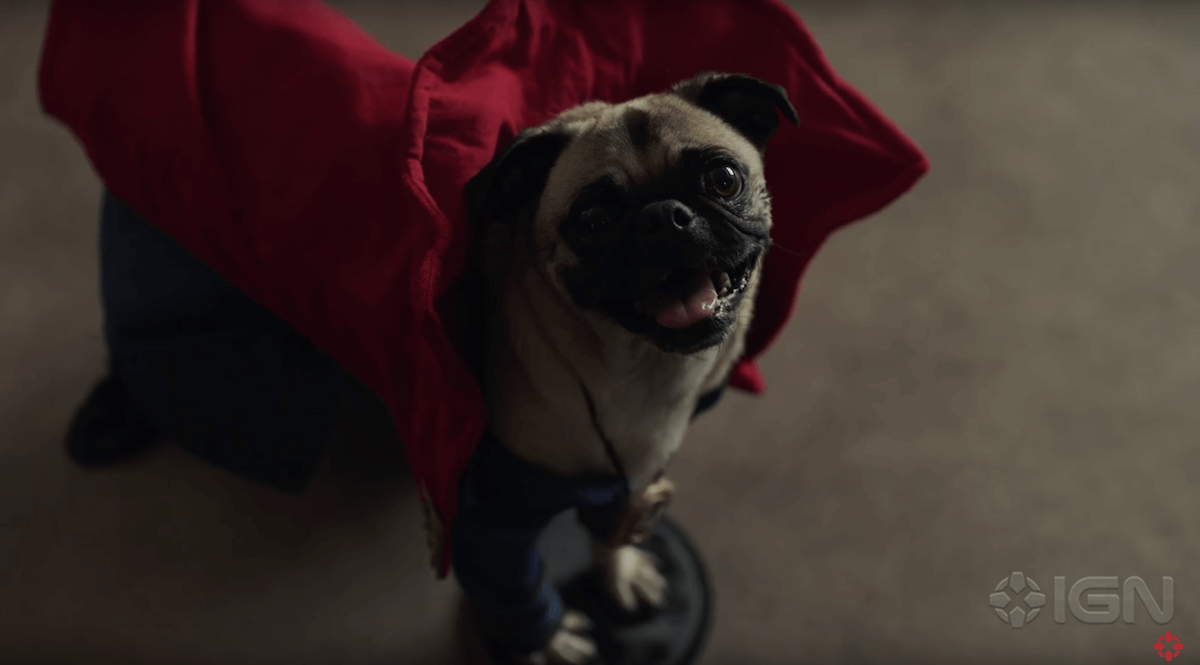 dr-strange-dogs-11