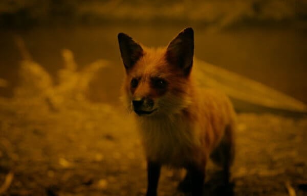 グリーン・ナイト