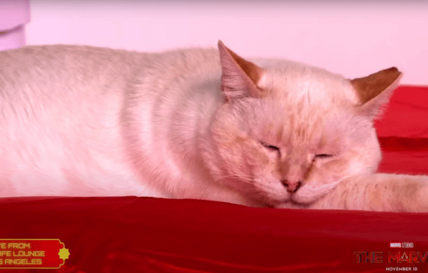 『マーベルズ』猫ちゃん8時間耐久動画が公開