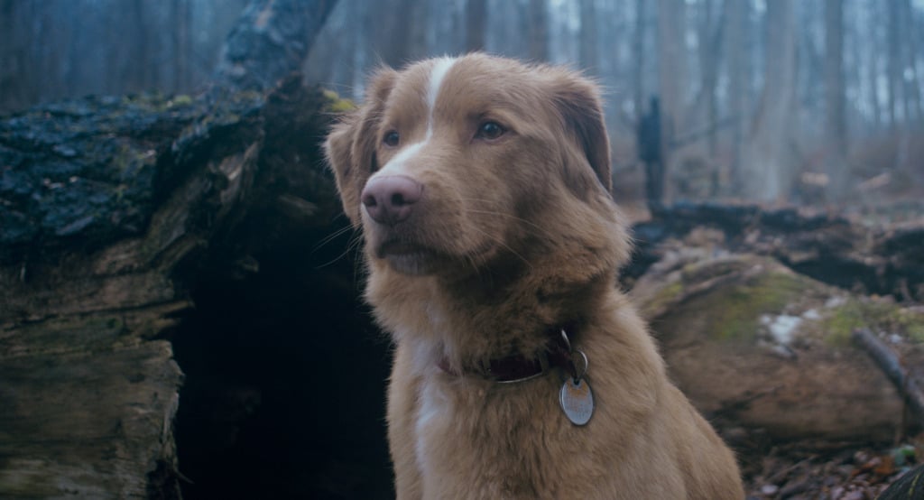 GOOD BOY/グッド・ボーイ