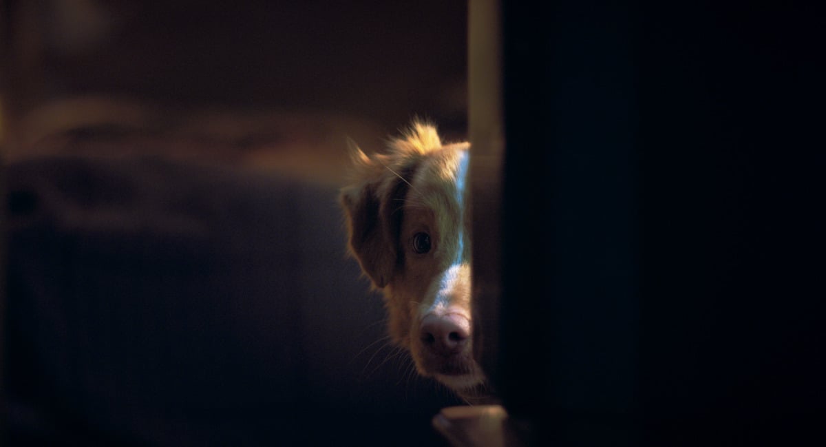 GOOD BOY/グッド・ボーイ